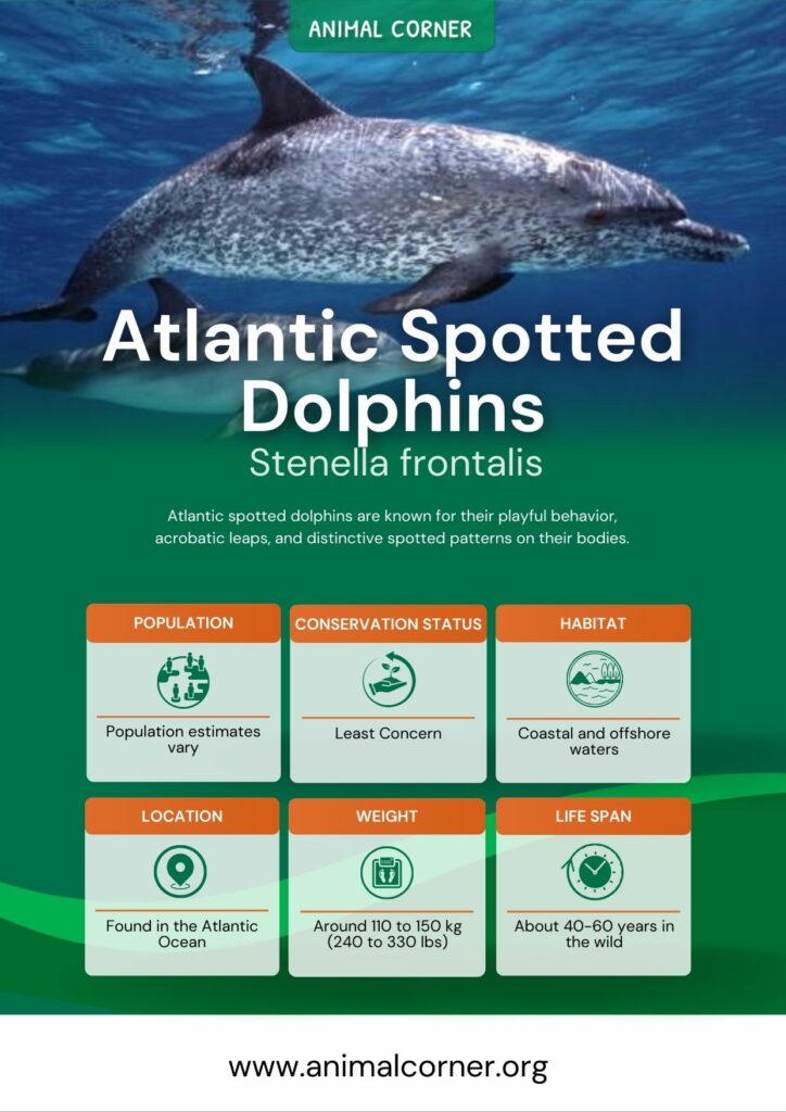 atlantic-spotted-dolphins