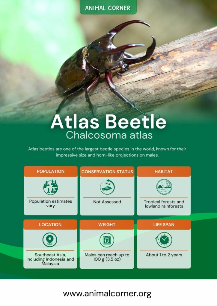 atlas-beetle-3