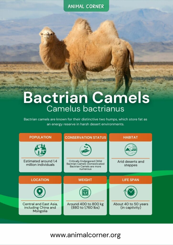 bactrian-camels