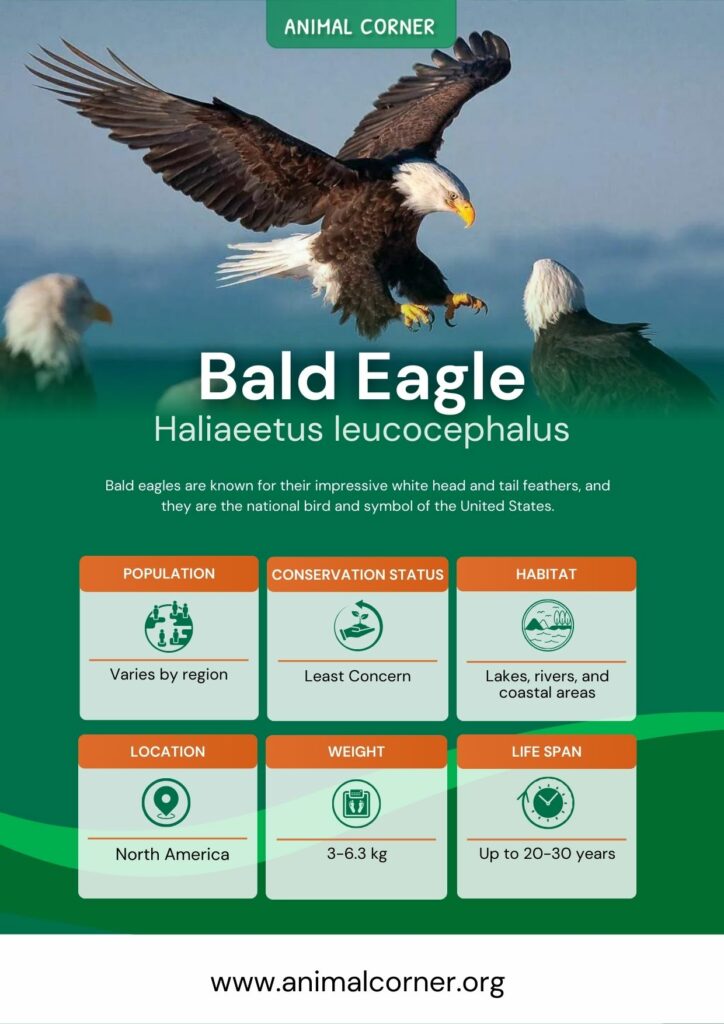 bald-eagle-2