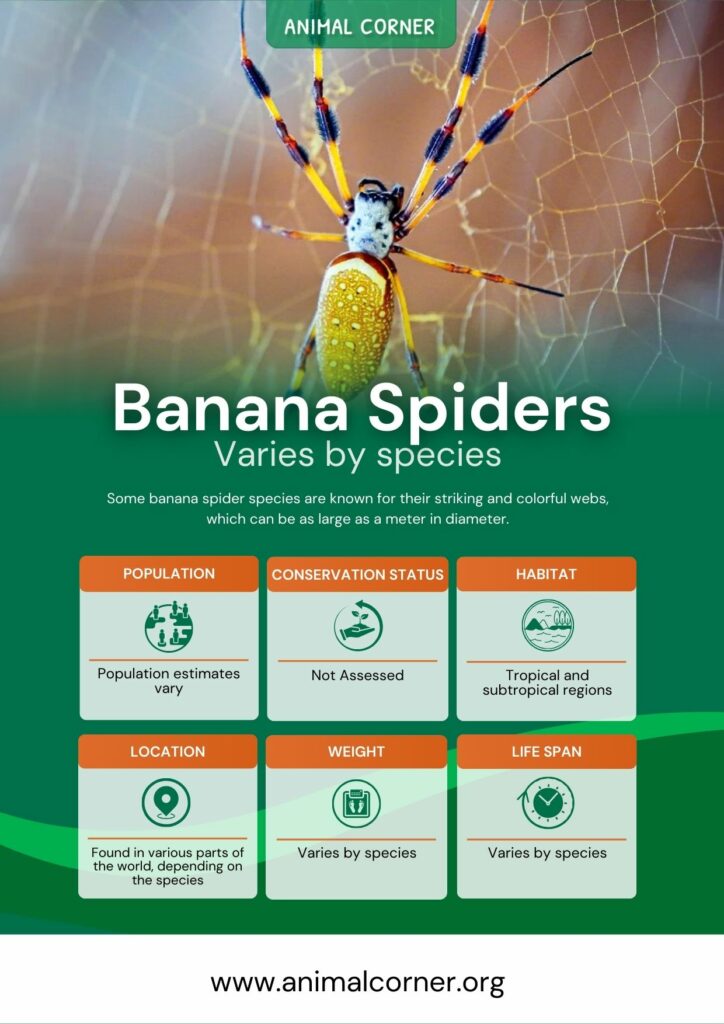 banana-spiders-2