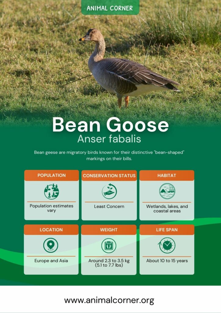 bean-goose-3