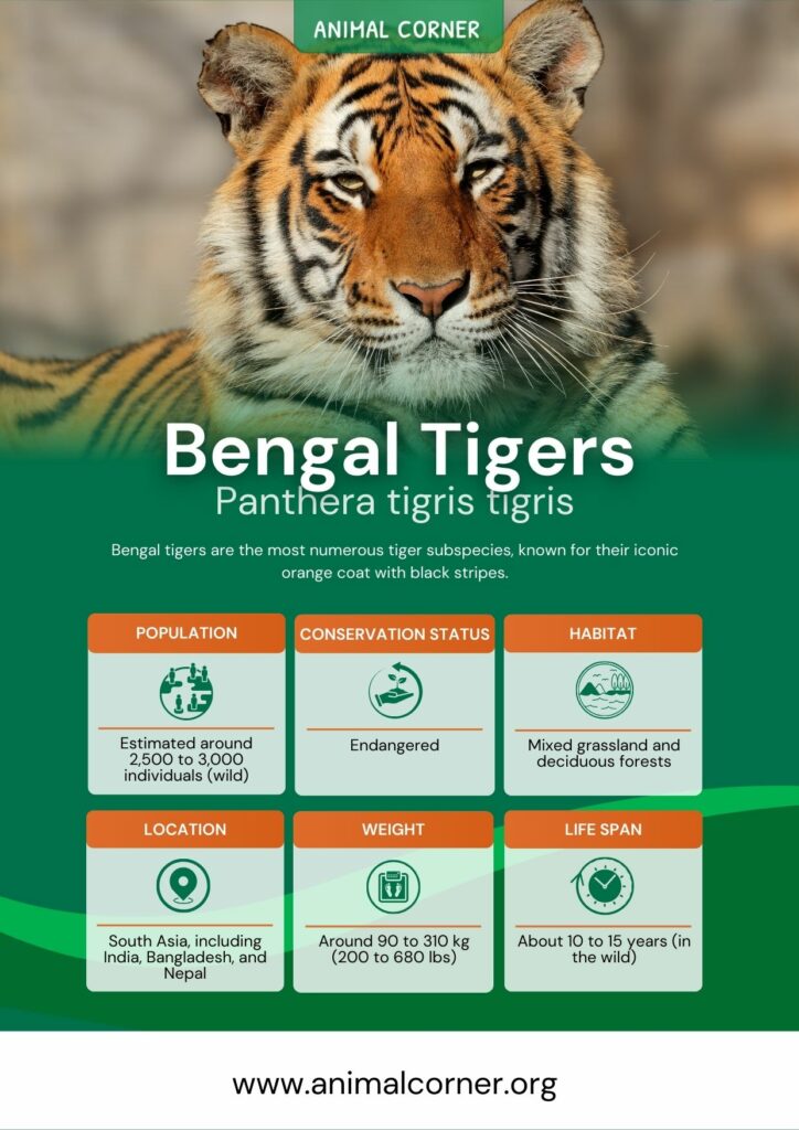 bengal-tigers-2