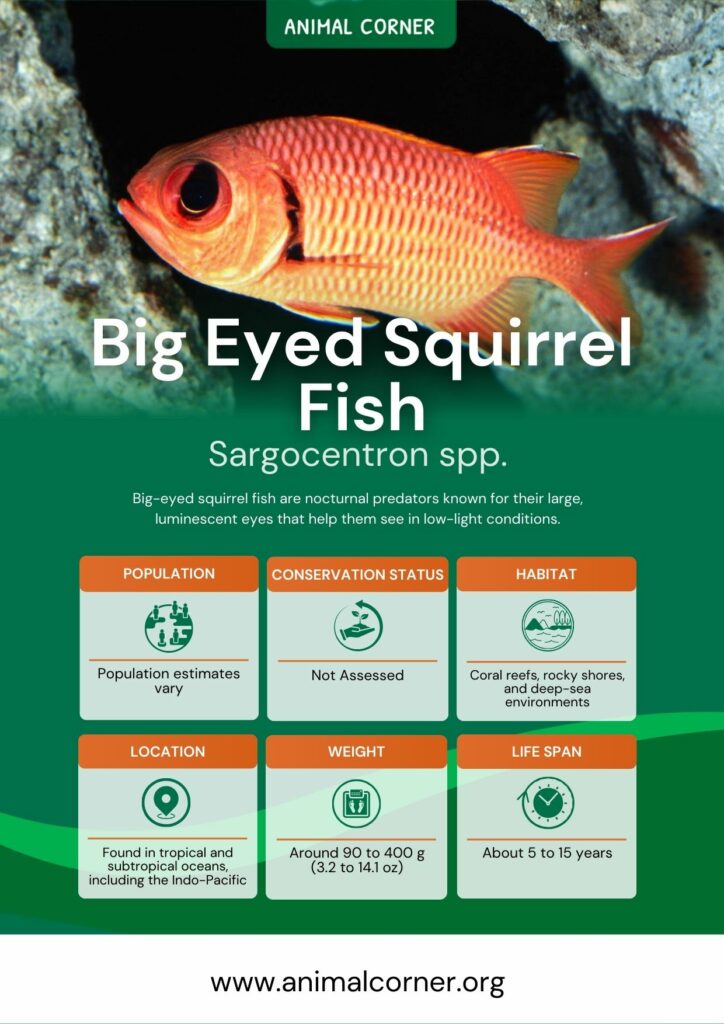 big-eyed-squirrel-fish-3