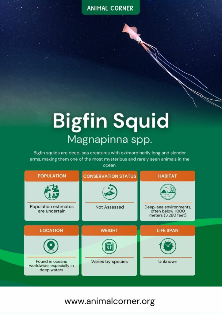 bigfin-squid-2