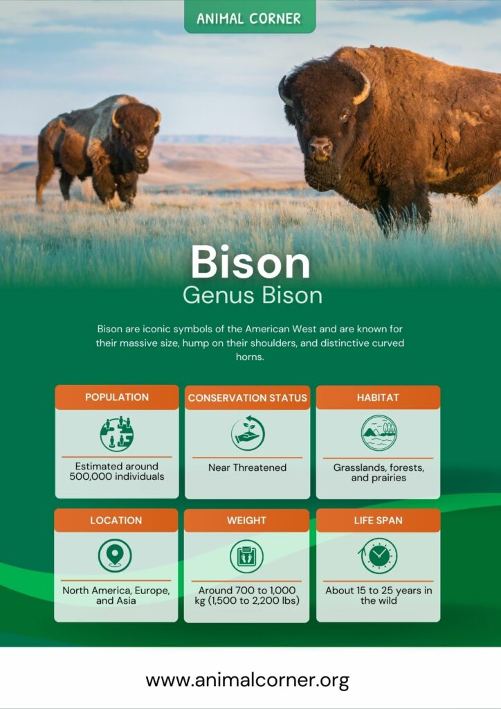 bison-3