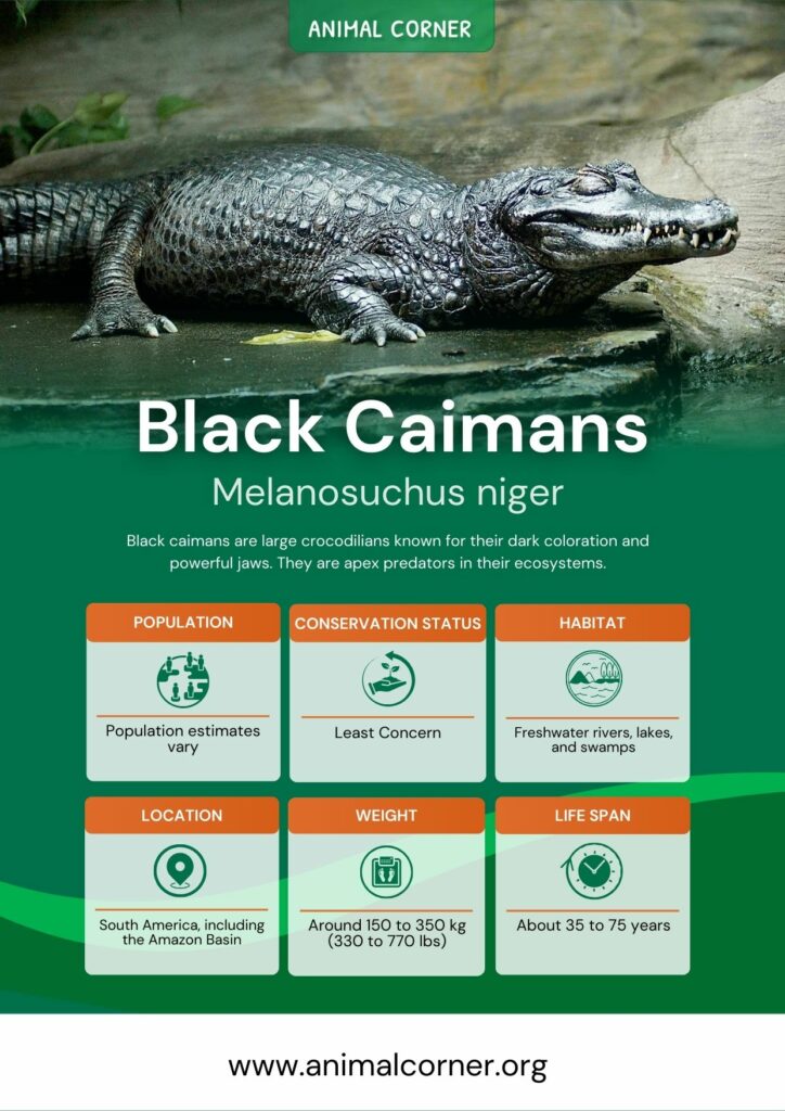 Popular Product Categories to Sell in on  – Black Caiman Media