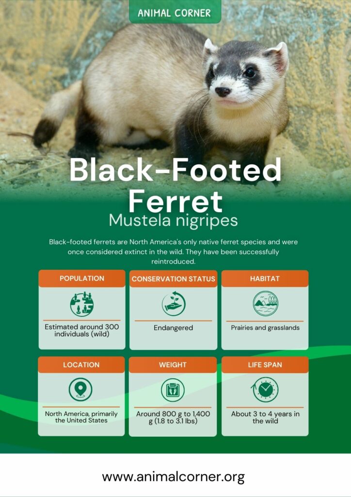 black-footed-ferret-3