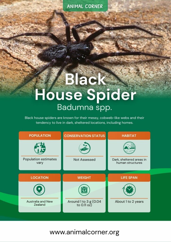 The common black house spider: a case of mistaken identity - Australian  Geographic