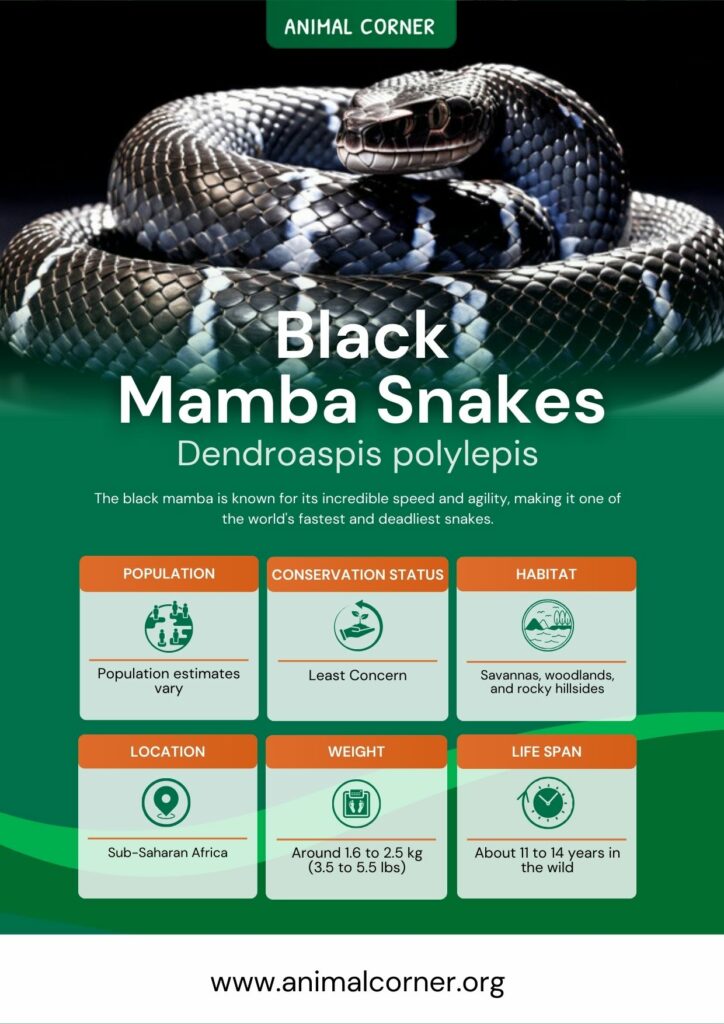 black-mamba-snakes-2