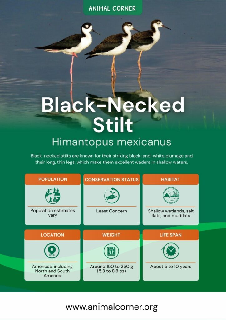 black-necked-stilt-3