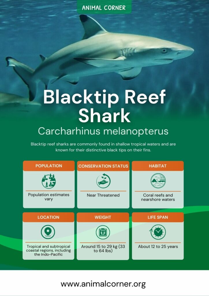 blacktip-reef-shark-3