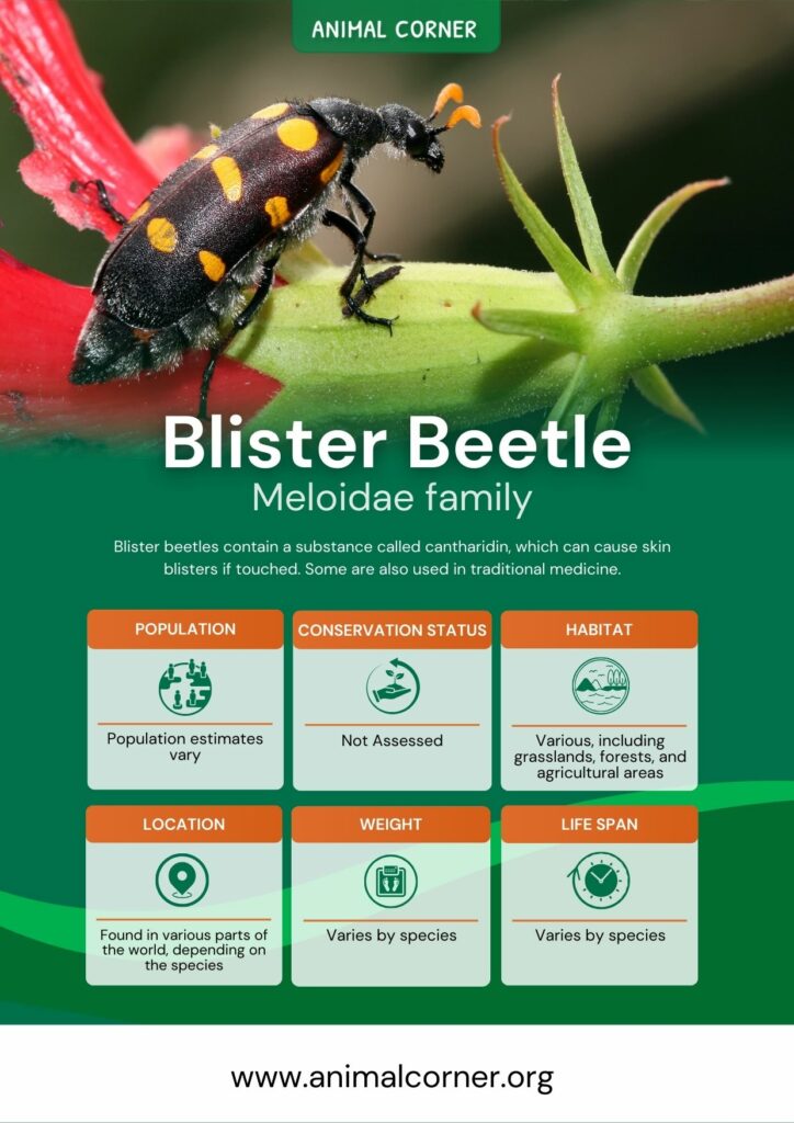 blister-beetle-5