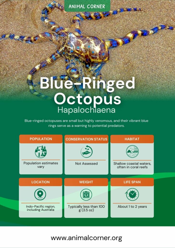 blue-ringed-octopus-4