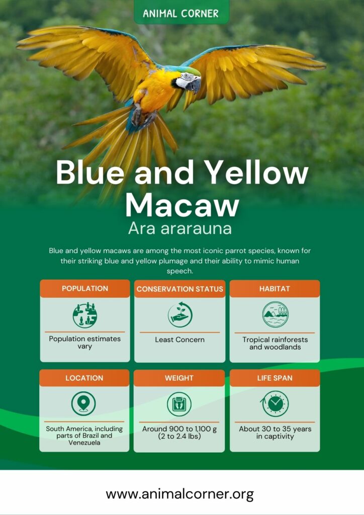 blue-and-yellow-macaw-3