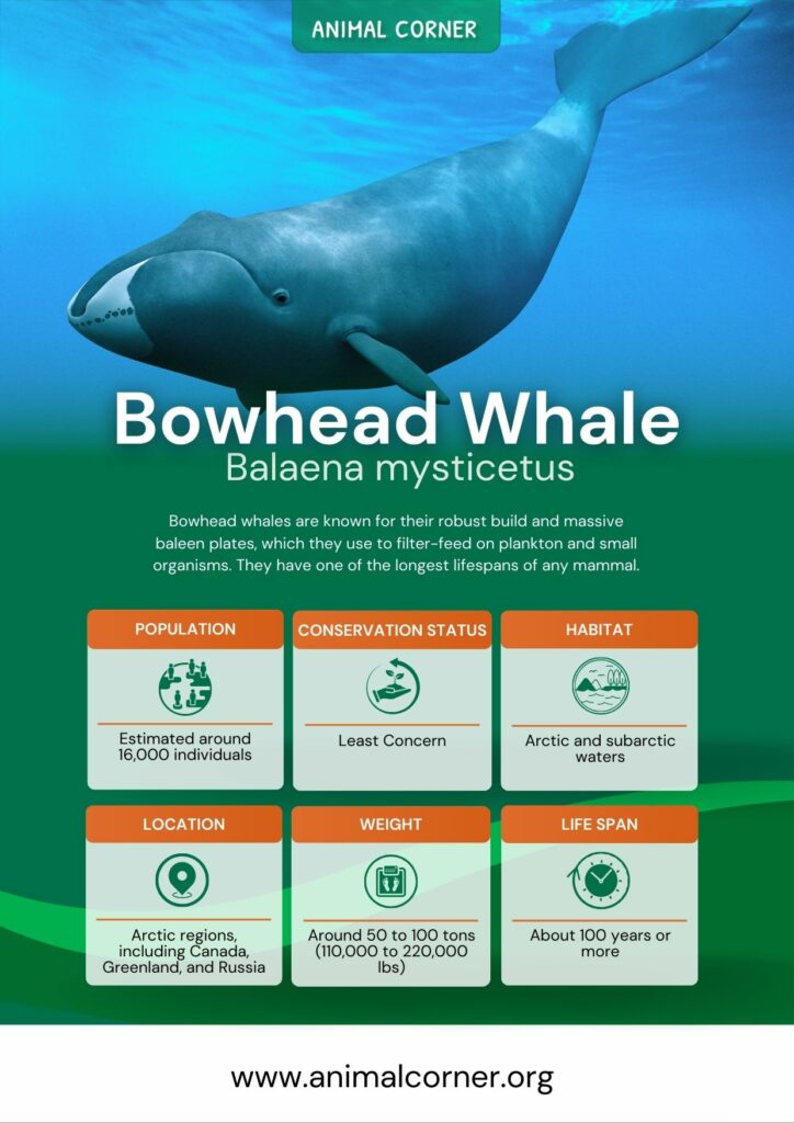 bowhead-whale-3