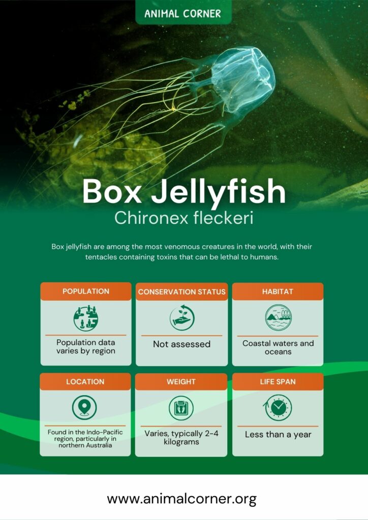 box-jellyfish-2