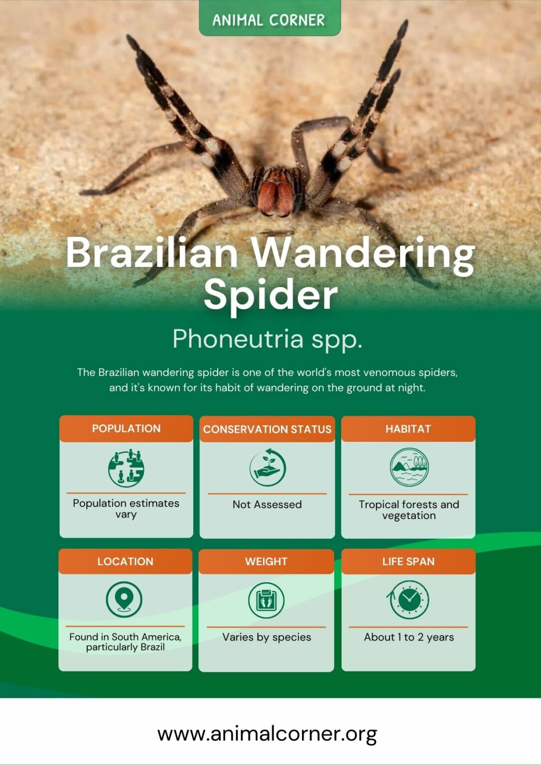 brazilian wandering spider territory