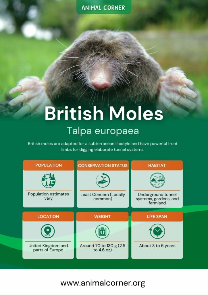 british-moles-2