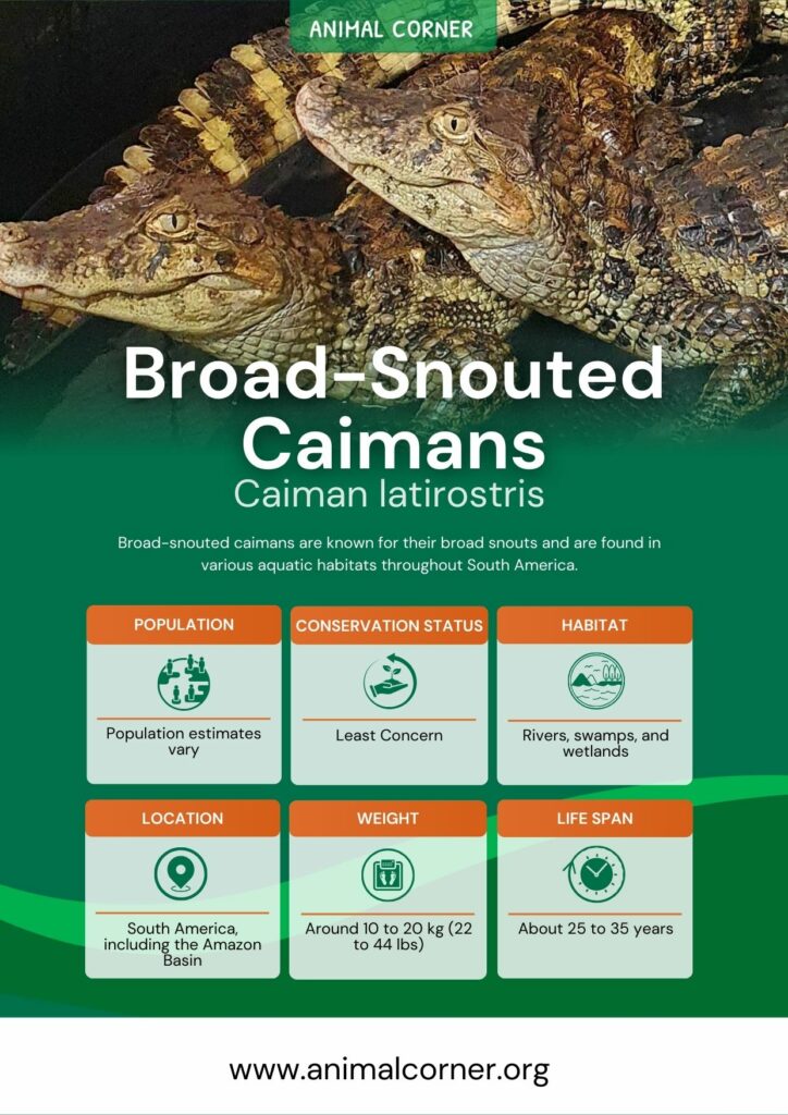 broad-snouted-caimans-2