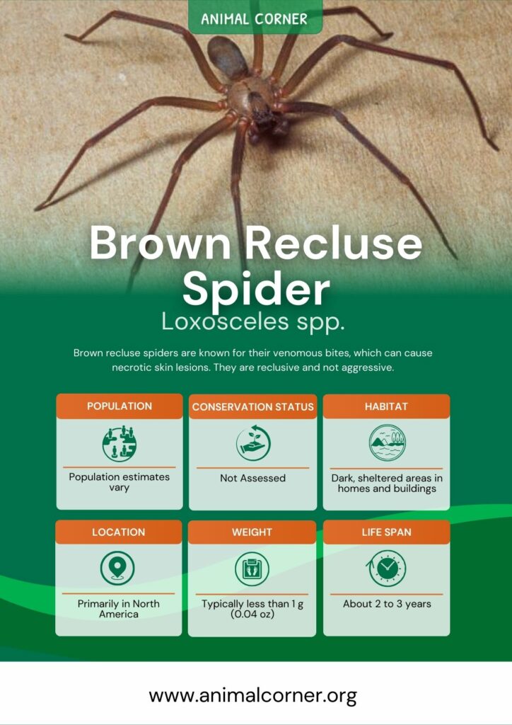 brown-recluse-spider-3