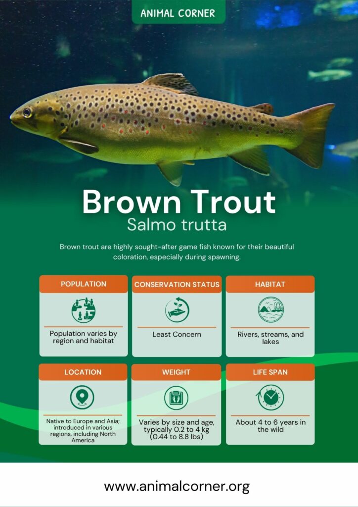 brown-trout-3