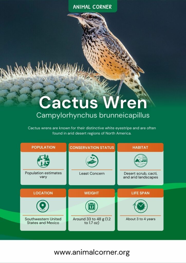 cactus-wren-2