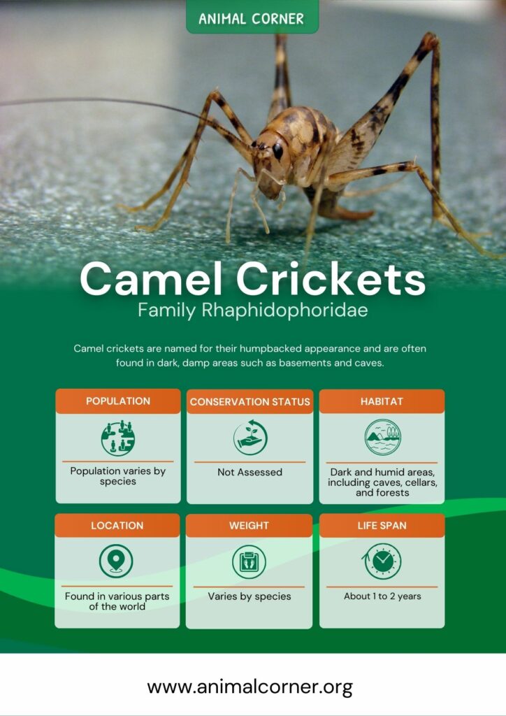 camel-crickets-2