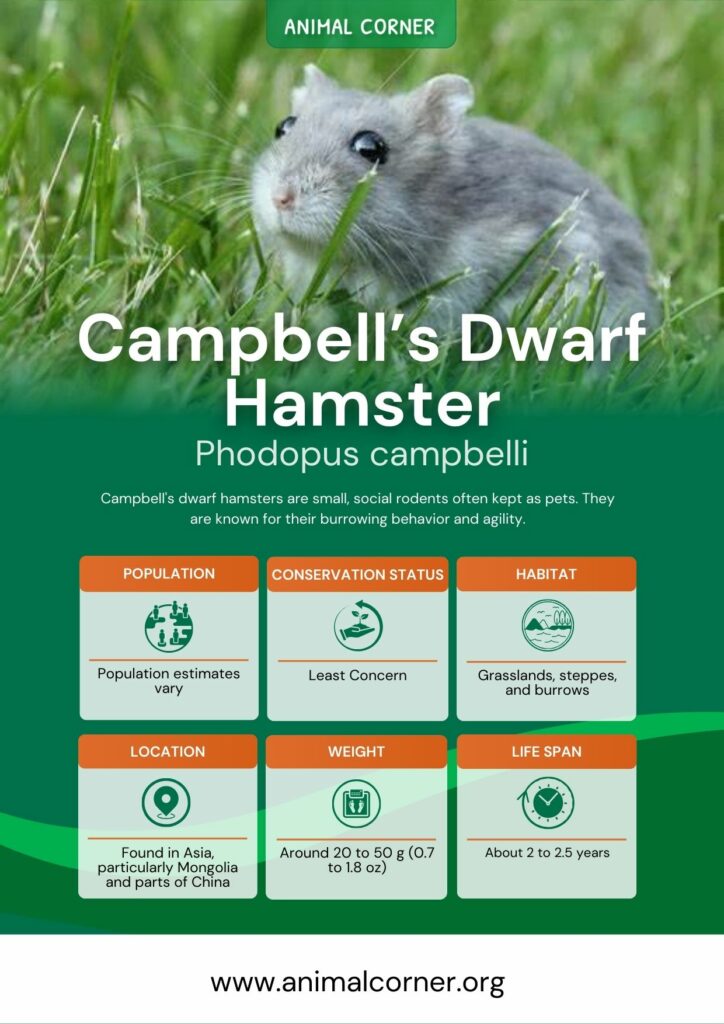 Campbell's Dwarf Hamster » Pet Profile: Cage, Food, Lifespan