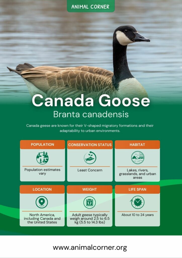 canada-goose-2