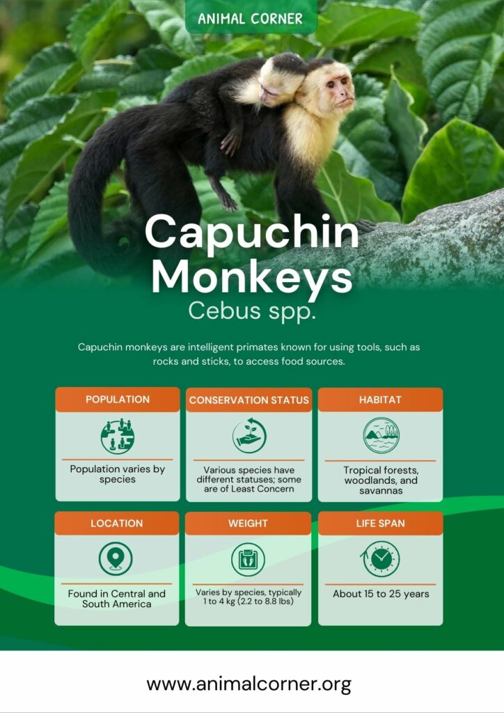 capuchin-monkeys-2
