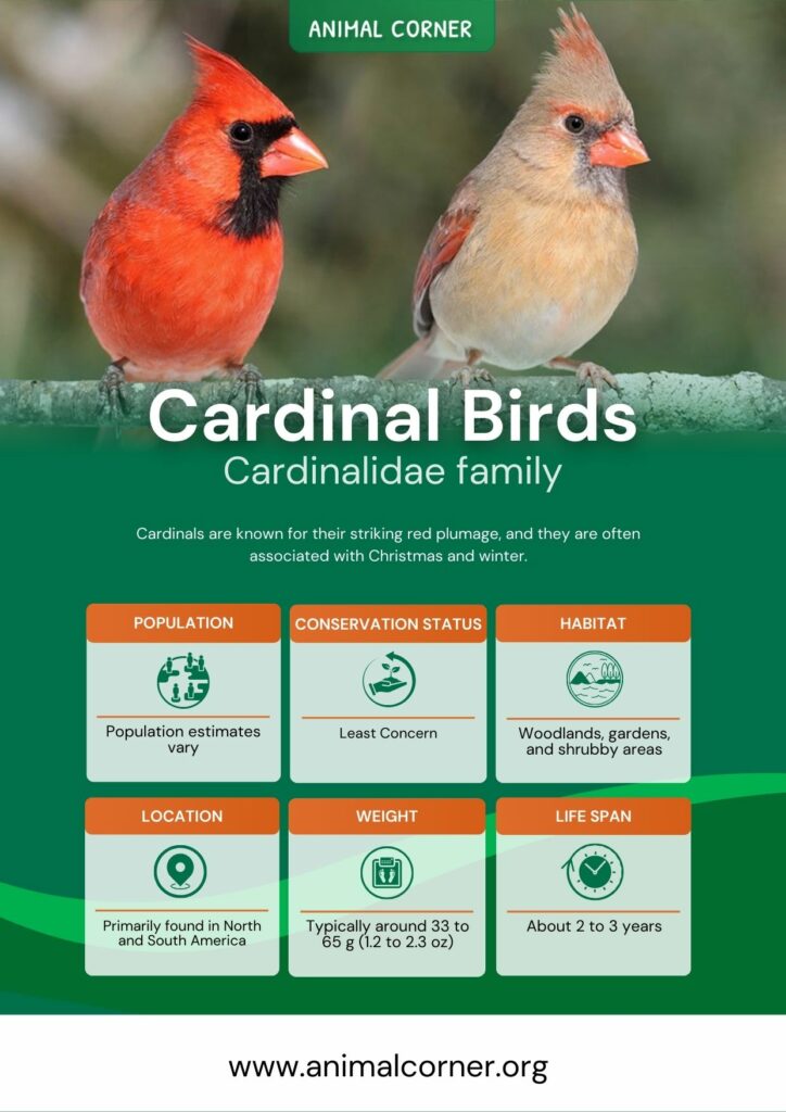 cardinal-birds-2