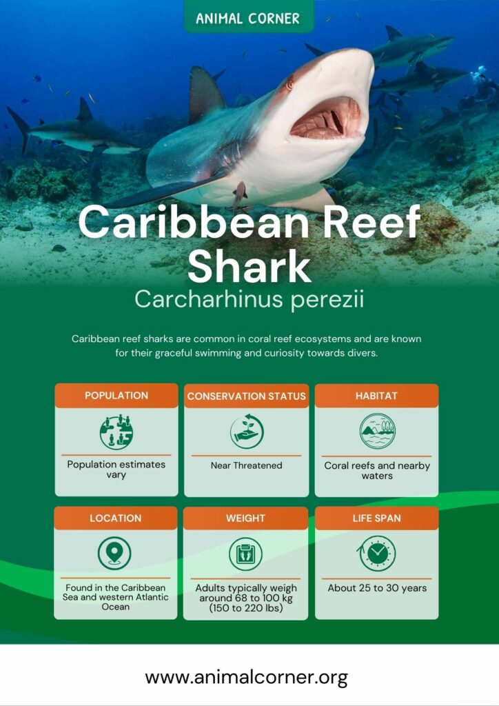 caribbean-reef-shark-2