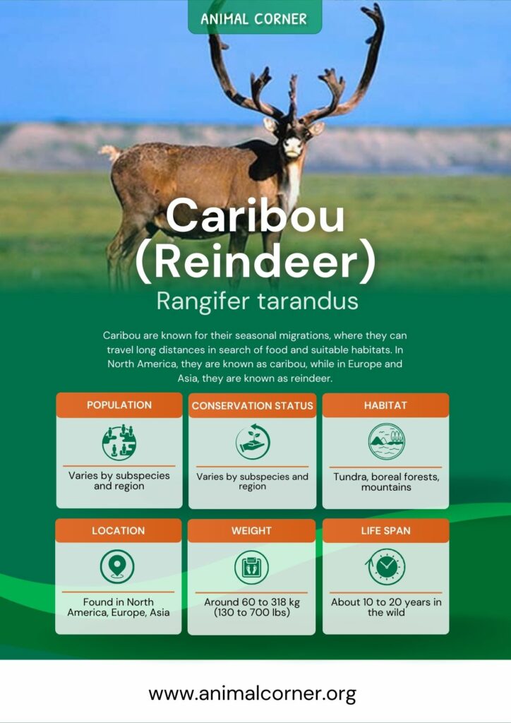 caribou-reindeer
