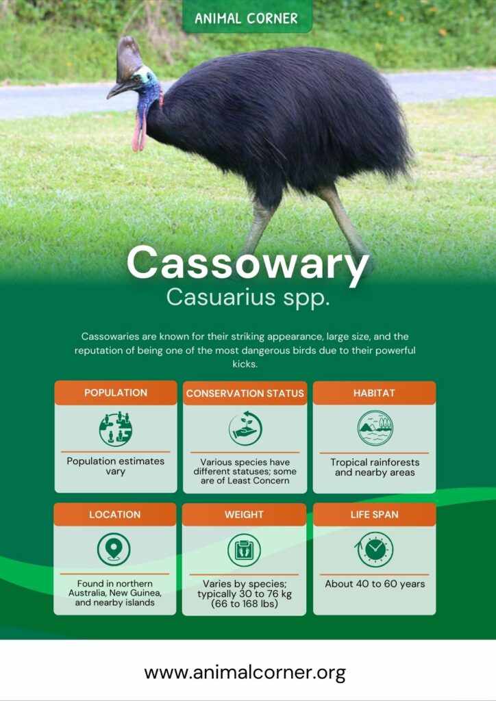 cassowary-4