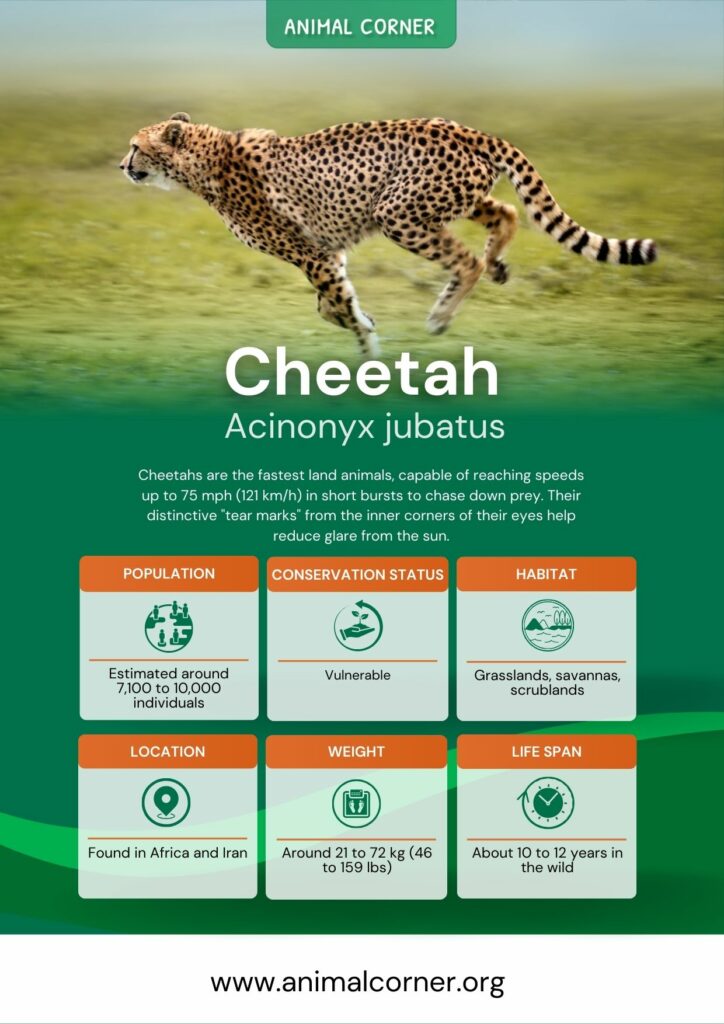 cheetah-4