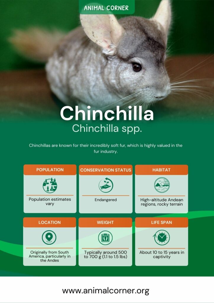 chinchilla-5