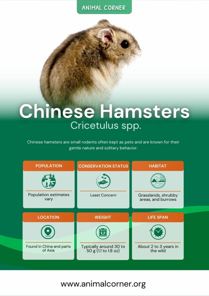 chinese-hamsters-2