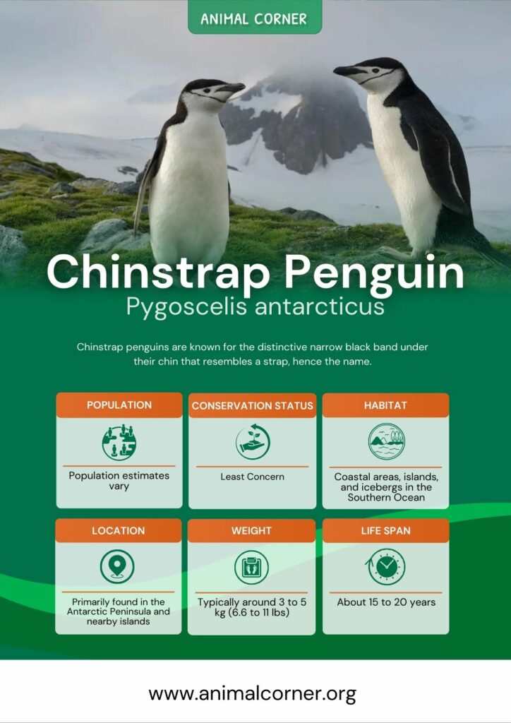 chinstrap-penguin-3