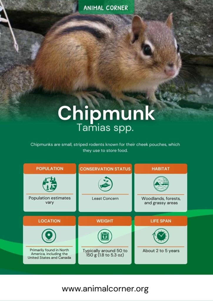 chipmunk-3