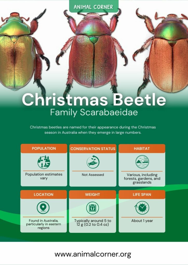 christmas-beetle-3