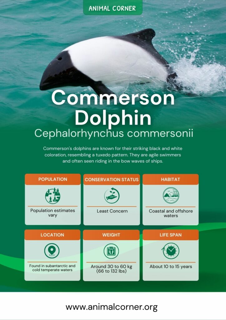 commerson-dolphin-2