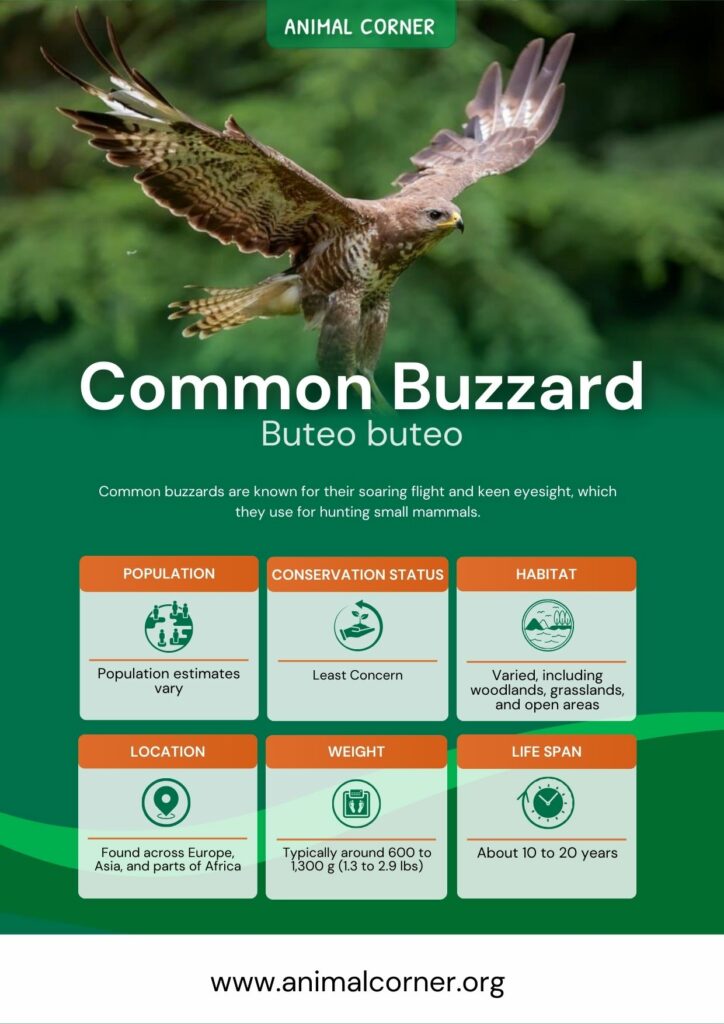 common-buzzard-3