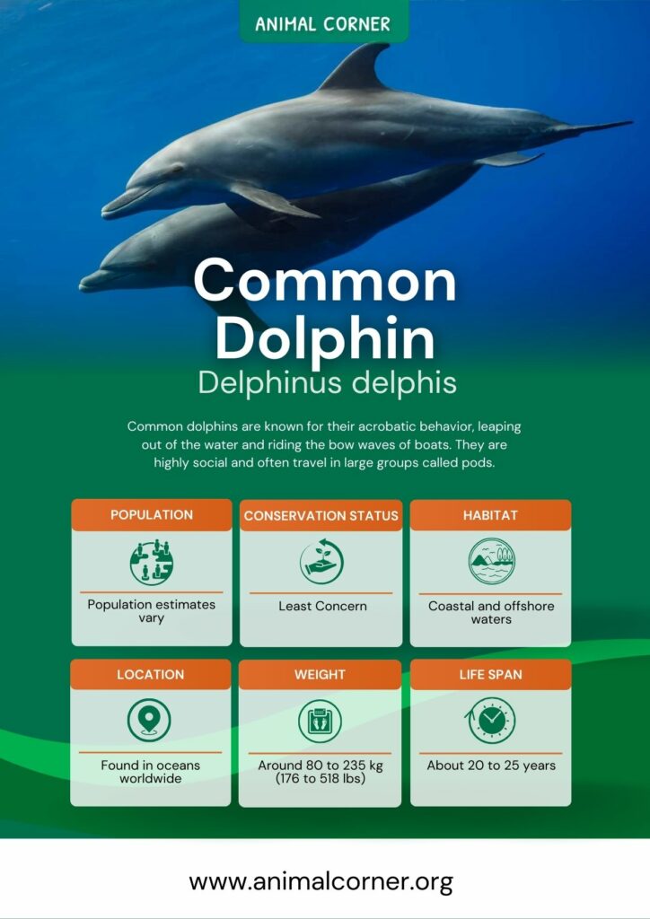 common-dolphin-3