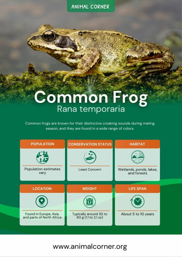 common-frog-3