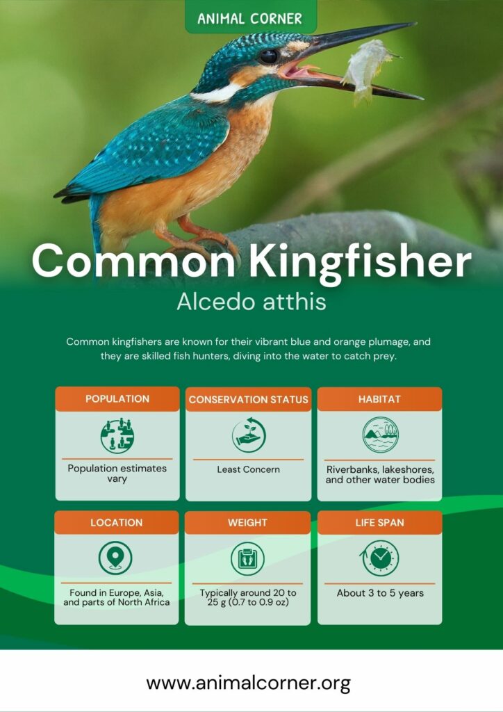 common-kingfisher-2