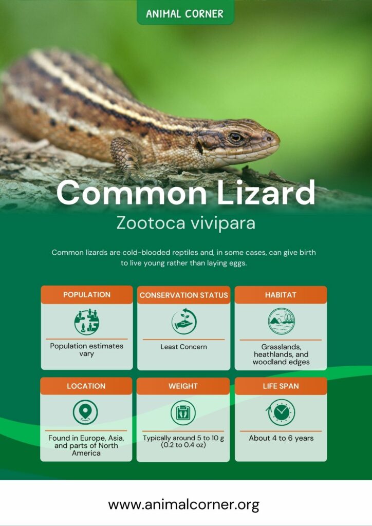 common-lizard-3