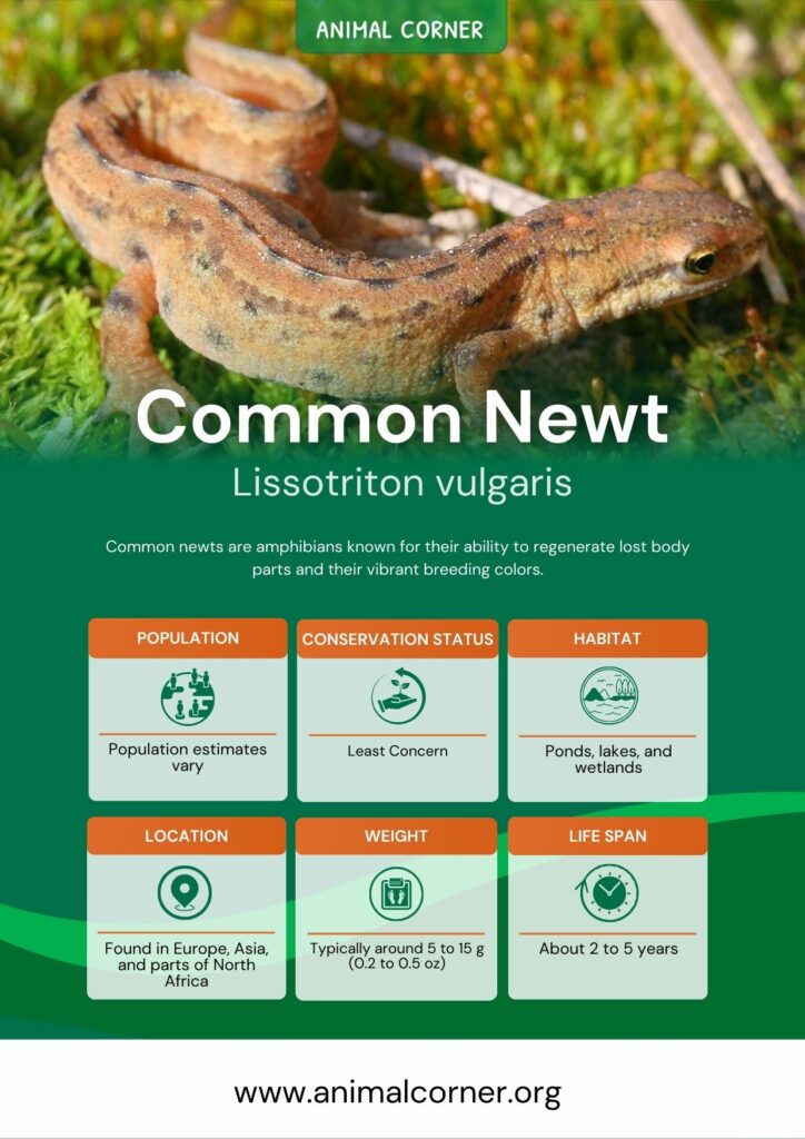 common-newt-3