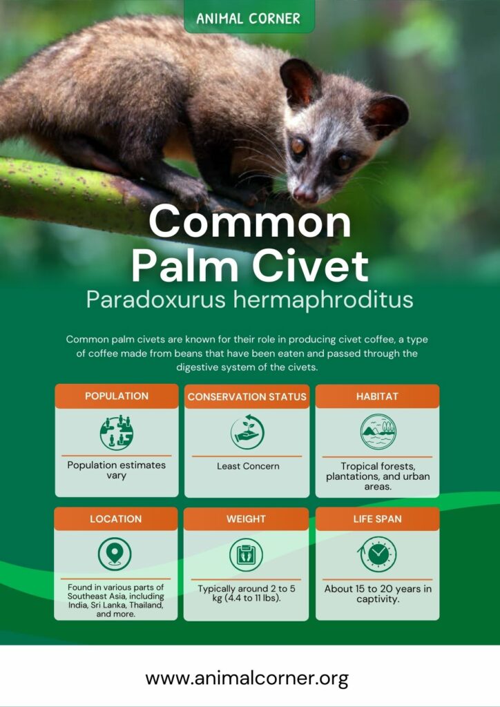 common-palm-civet-3