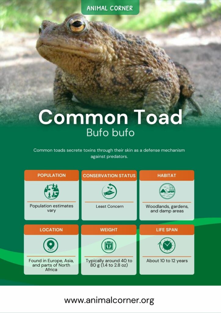 common-toad-3